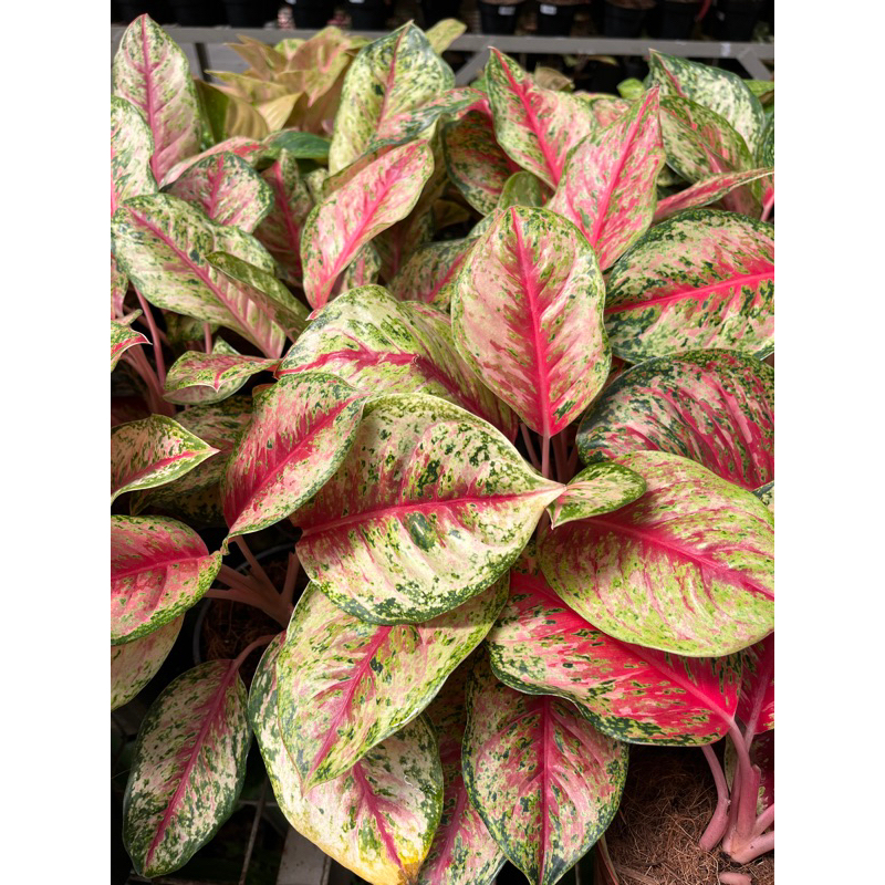 Tanaman Hias Aglonema Sweet Dreams / Aglonema Rimbun