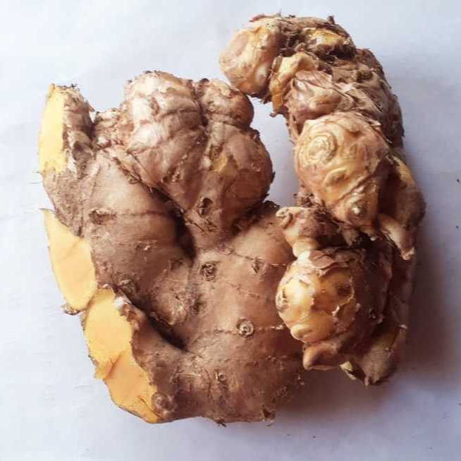 

Panglai Atau Bangle Segar Dan Tua untuk obat dan jamu 1 kg sudah bersih