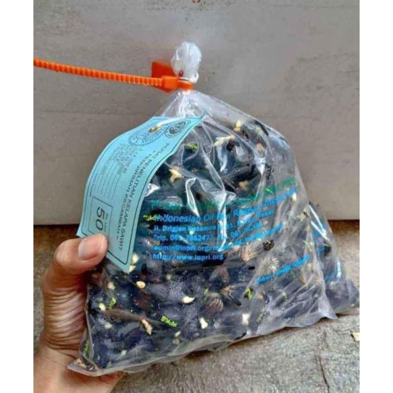 Benih kecambah sawit marihat unggul