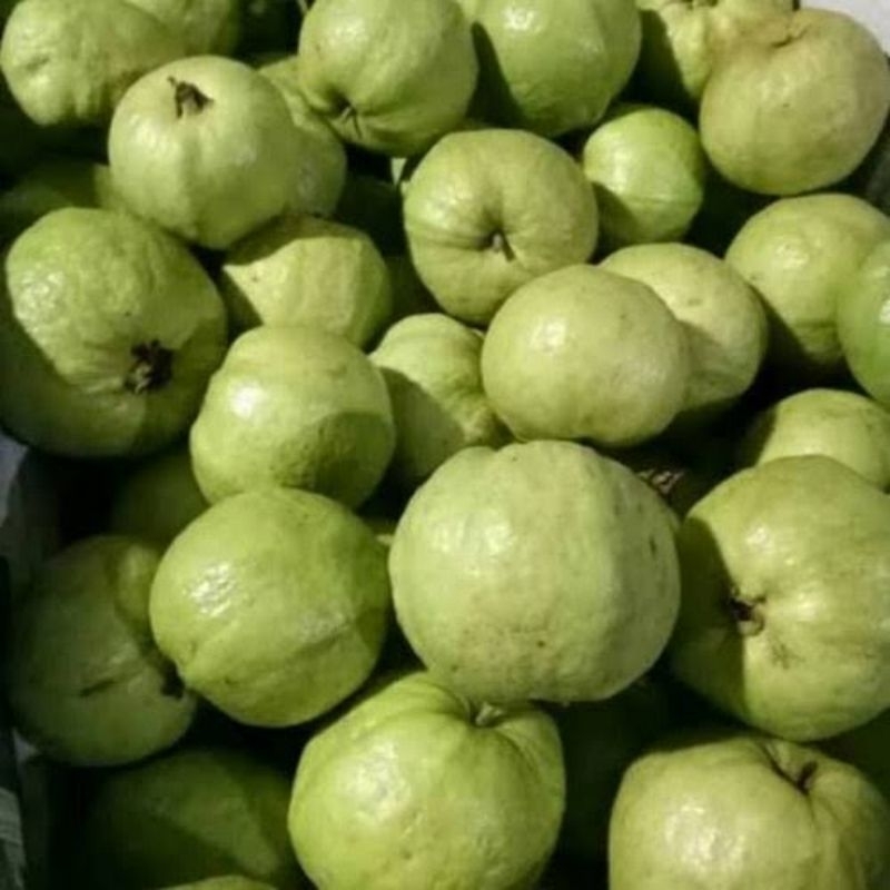 

KEBUN RAYA- Jambu Kristal Tanpa Biji 1kg