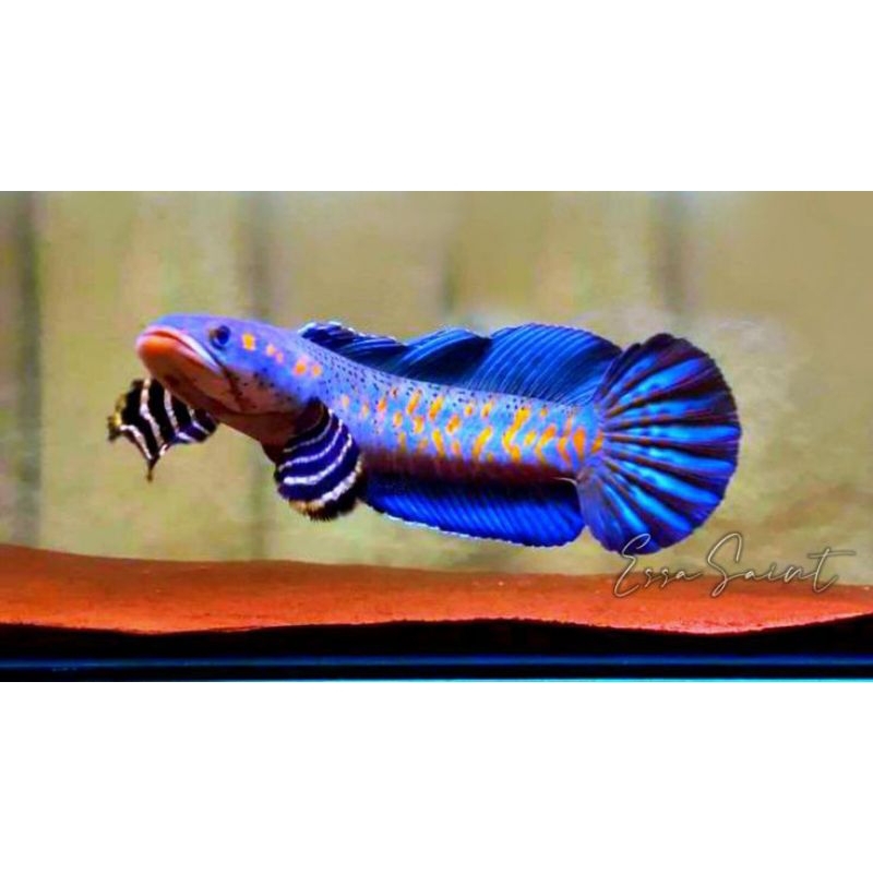 CHANNA BLUE PULCHRA HIASAN AQUARIUM PREDATOR AIR TAWAR PAKAN PELET