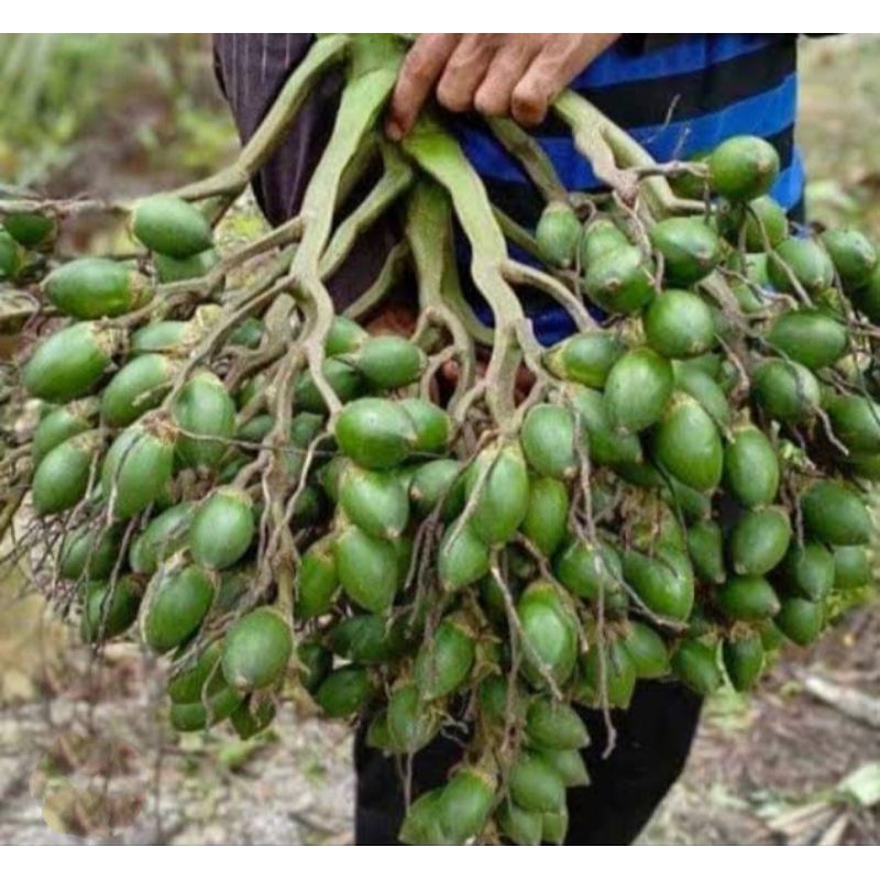 

1kg Buah Pinang Muda Segar-jambe muda fresh COD