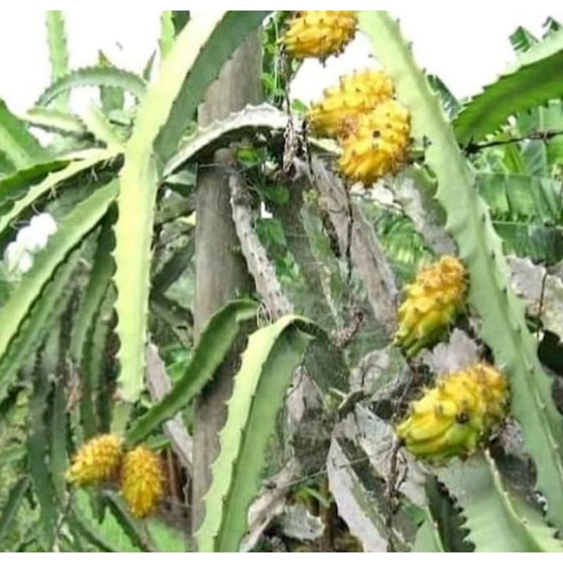 bibit buwah naga kuning