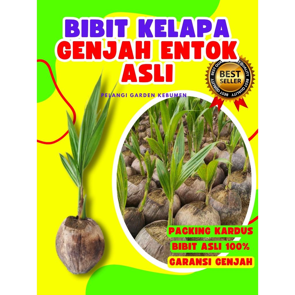 KUALITAS UNGGUL.. Pohon Kelapa Halus, Pohon Kelapa Hijau Hibrida Pendek, Pohon Kelapa Hibrida Hijau 