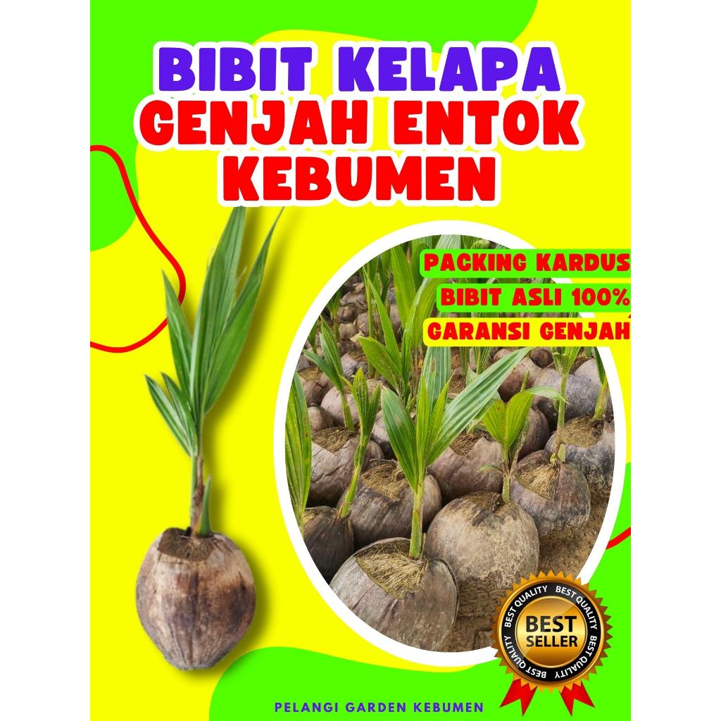 CEPAT BERBUAH.. Pohon Kelapa Hijau Hibrida Pendek, Pohon Kelapa Hibrida Hijau Pendek, Pohon Kelapa H