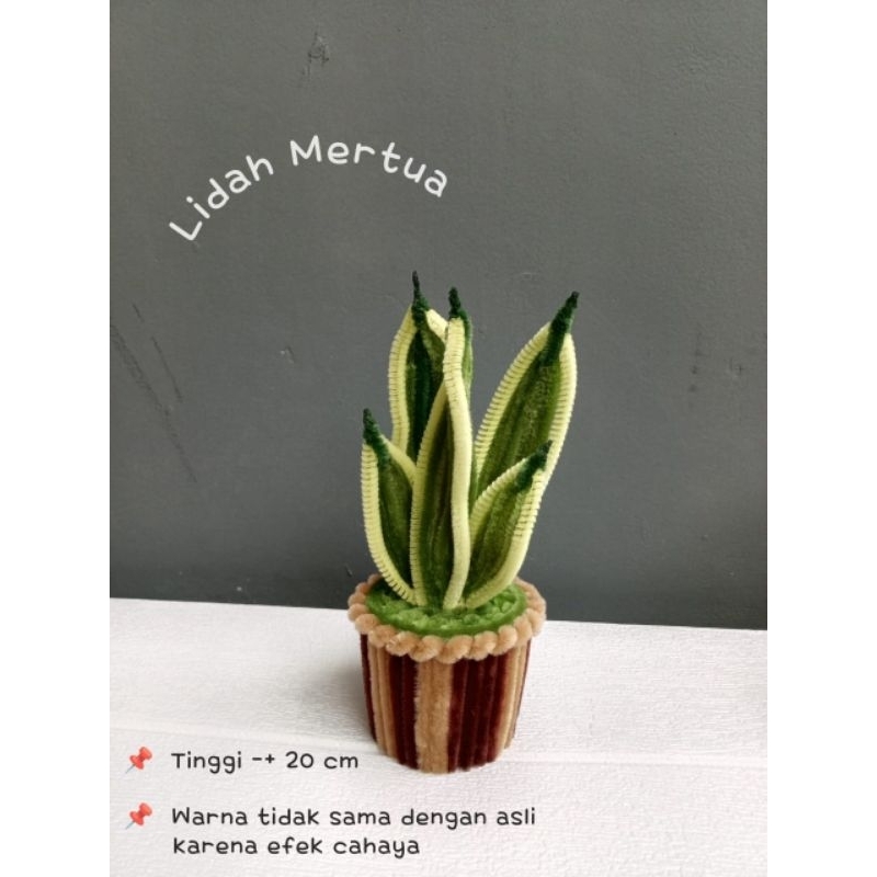 bunga pot lidah mertua