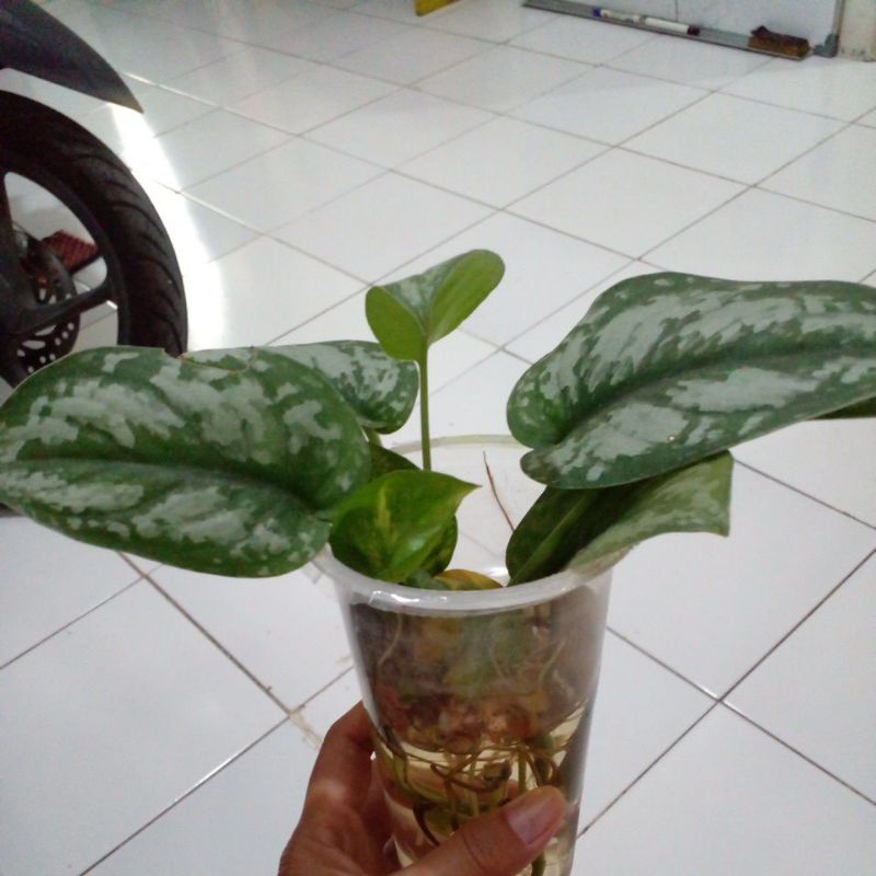 Sirih Silver (Scindapsus pictus)