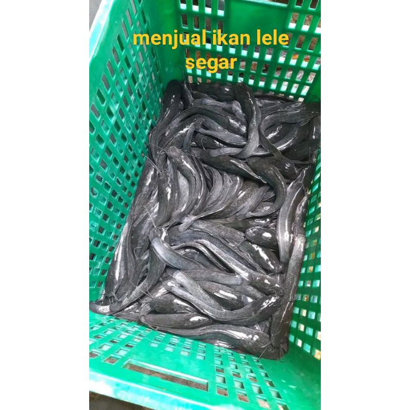 

IKAN LELE KONSUMSI 1KG ISI 7-10 EKOR