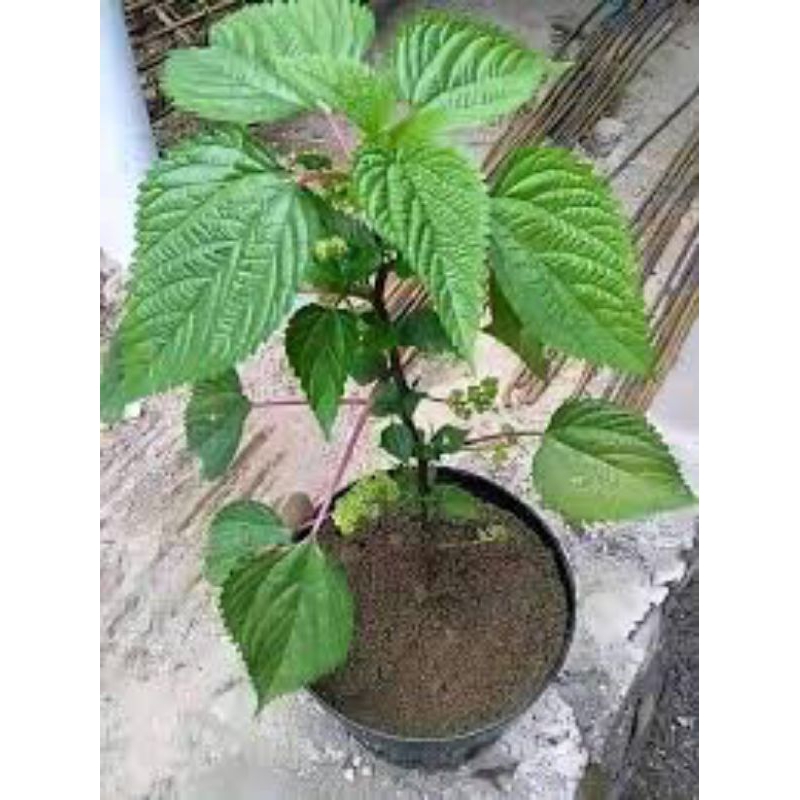 

daun jelatang segar/samsul.herbal