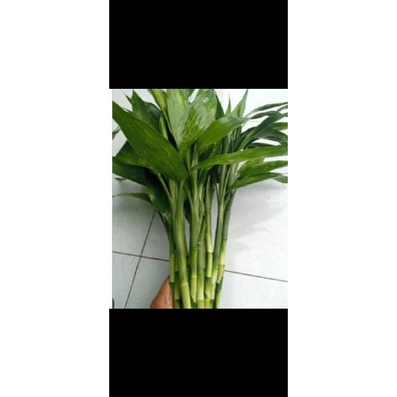 

ready stock tanaman bambu hias bambu hoki