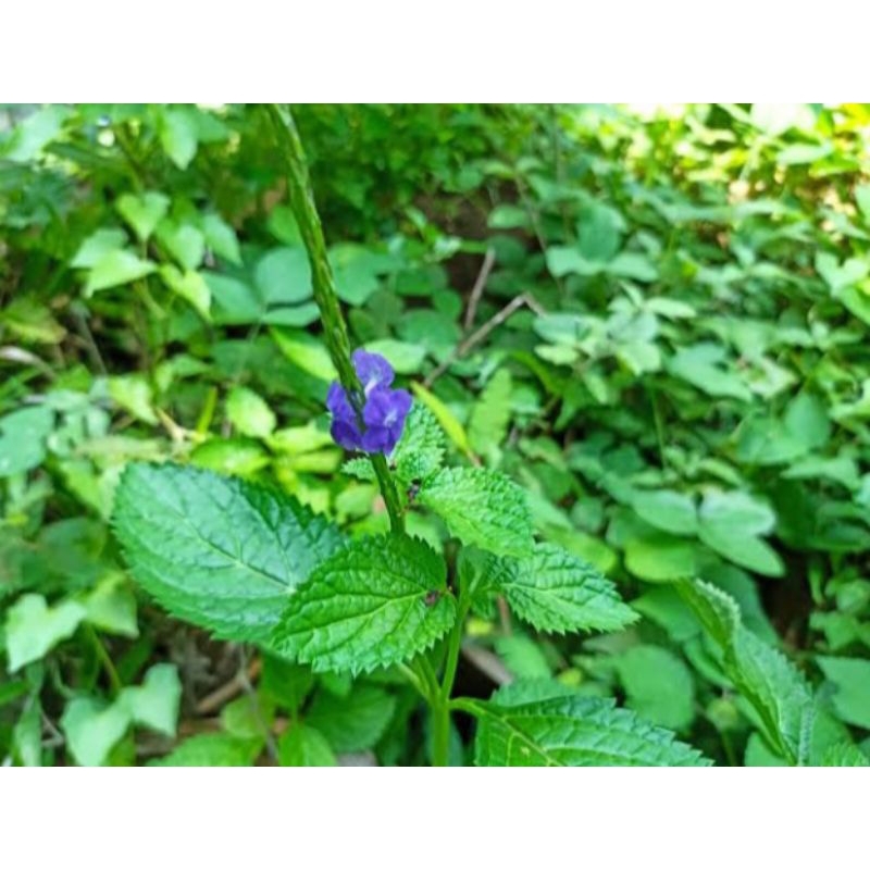 

daun pecut kuda/daun jarong herbal 200 gram