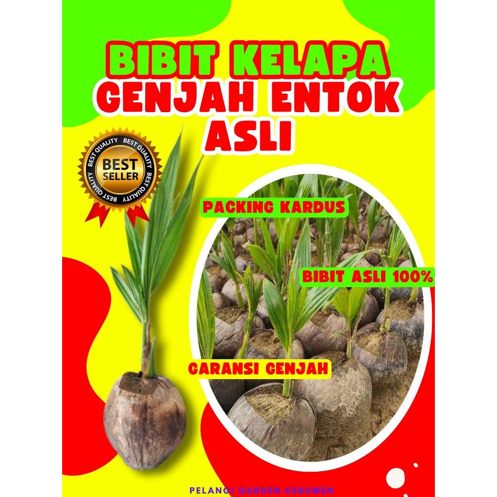 TERBAIK.. Pohon Buah Kelapa Hibrida Genjah, Pohon Buah Kelapa Hibrida Madu, Pohon Buah Kelapa Hibrid