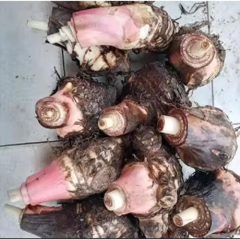 SUPER, Jual Bibit Pisang Ambon, Jual Bibit Pisang Ambon Warangan,