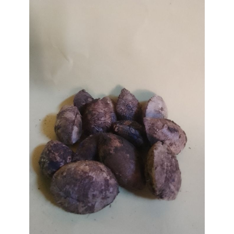 

Buah biji Ketapang kering perkilo