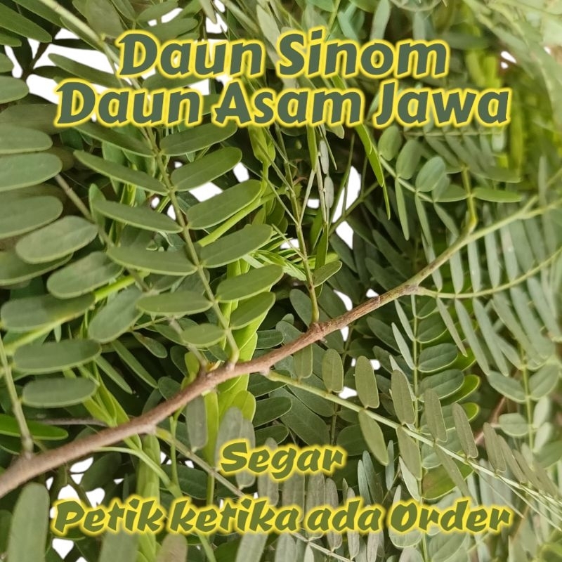 

Daun Asam Jawa Daun Sinom Herbal Berkhasiat per helai