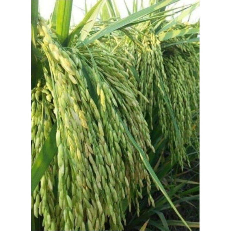 Benih padi Zizania TOP (5kg)