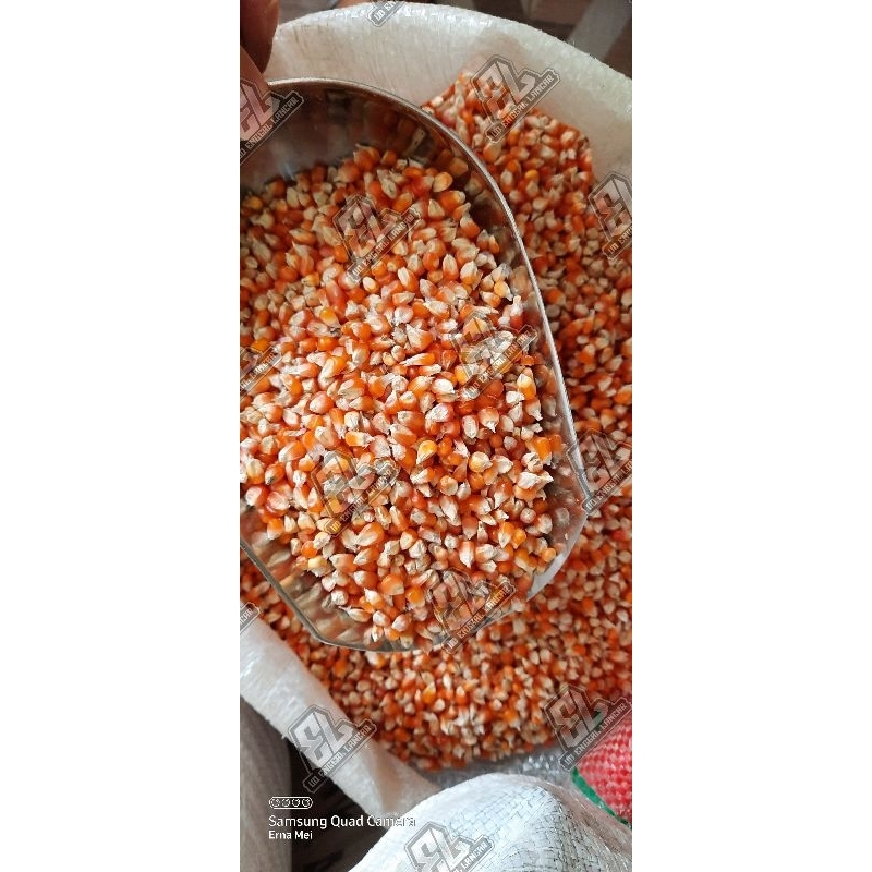 jagung ose kecil / pakan burung / pakan ayam