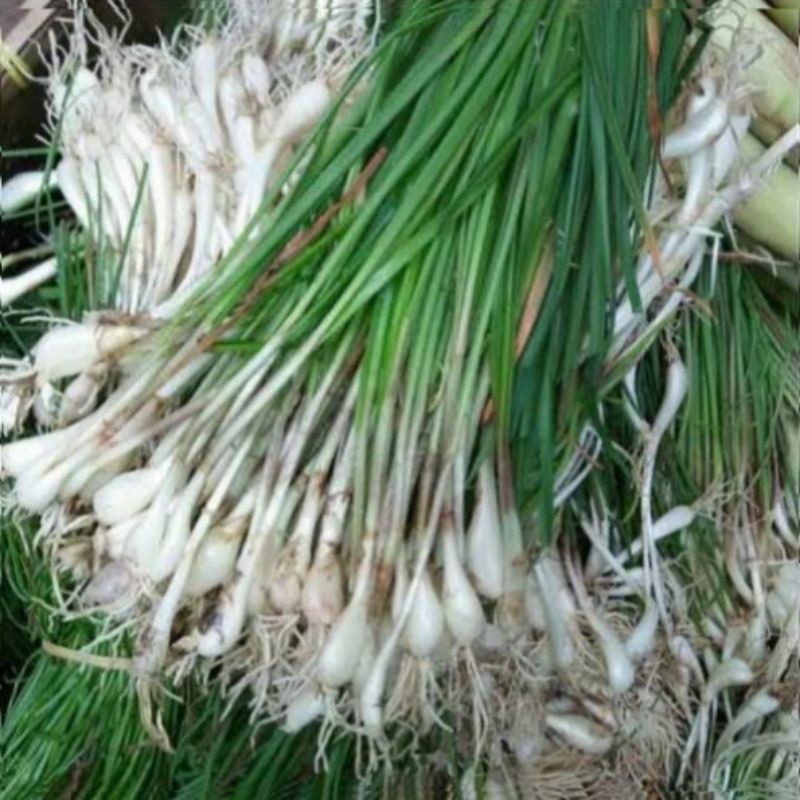

Sayur Lokio / Bawang Batak