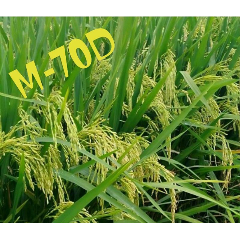 benih padi M-70D kemasan 5kg