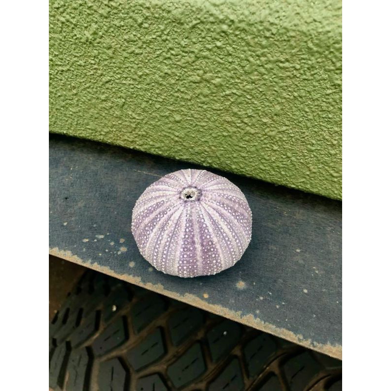 Cangkang bulu babi landak