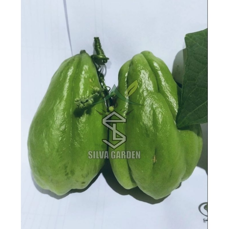 

Jipang(Labu Siam) 1kg 4-5buah