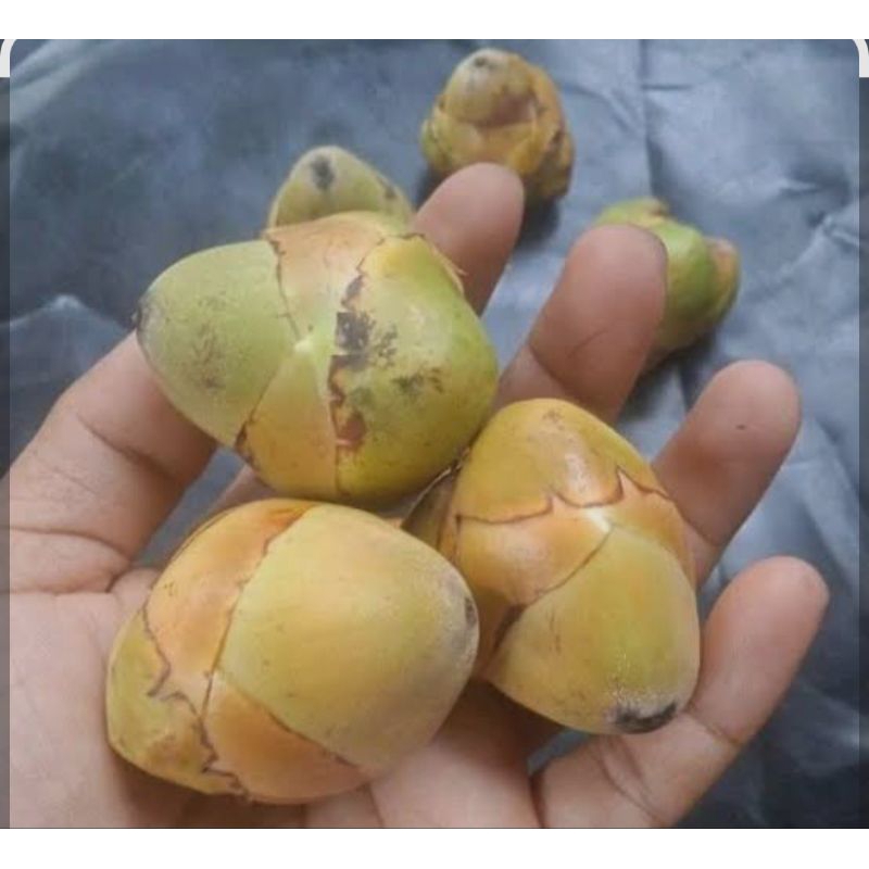 

Bululuk Buah Kelapa kecil 2pcs