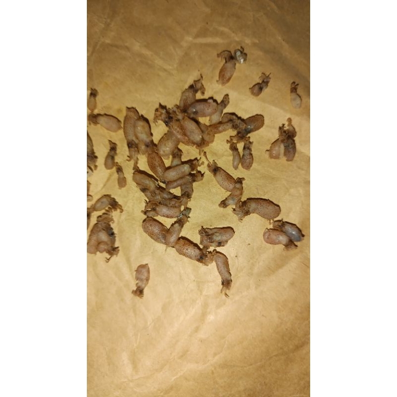 

baby cum biasa i 0.5-1 cm (po pengemasan)