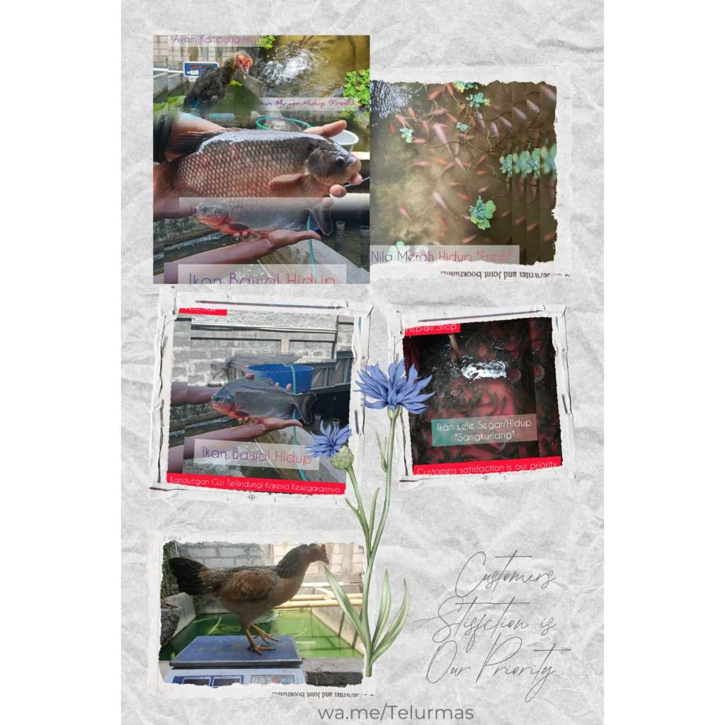 

Ikan PATIN Hidup_Fresh