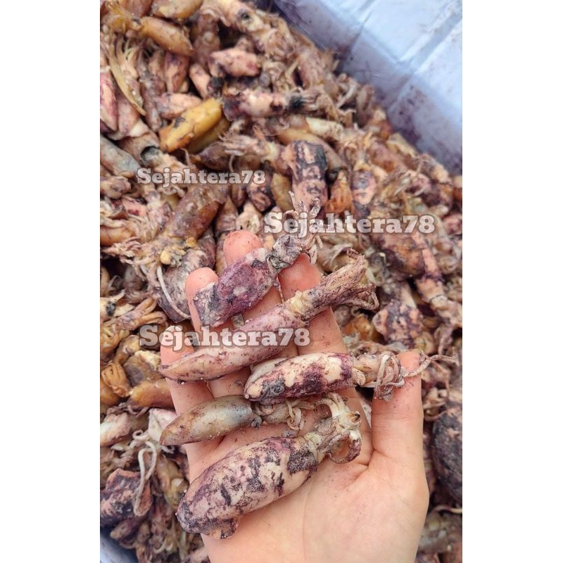 

Sotong Kering cumi 250 gr