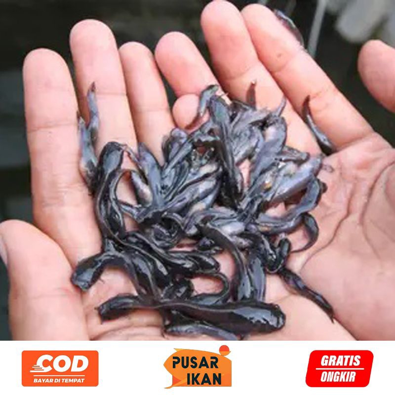 Bibit Ikan Lele Paketan 100 Ekor