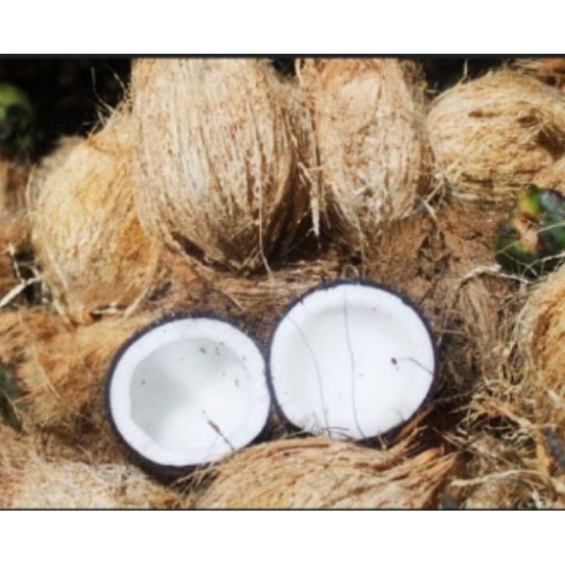 

Kelapa Boncos