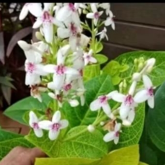 Tanaman Hias Bunga Melati Jepang / Bunga Hias Melati Jepang Pohon Melati Jepang Tanamn Hidup Melati 