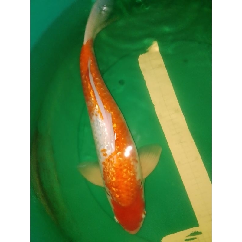 Ikan koi jenis Kohaku GINRIN 45cm jumbo bagus