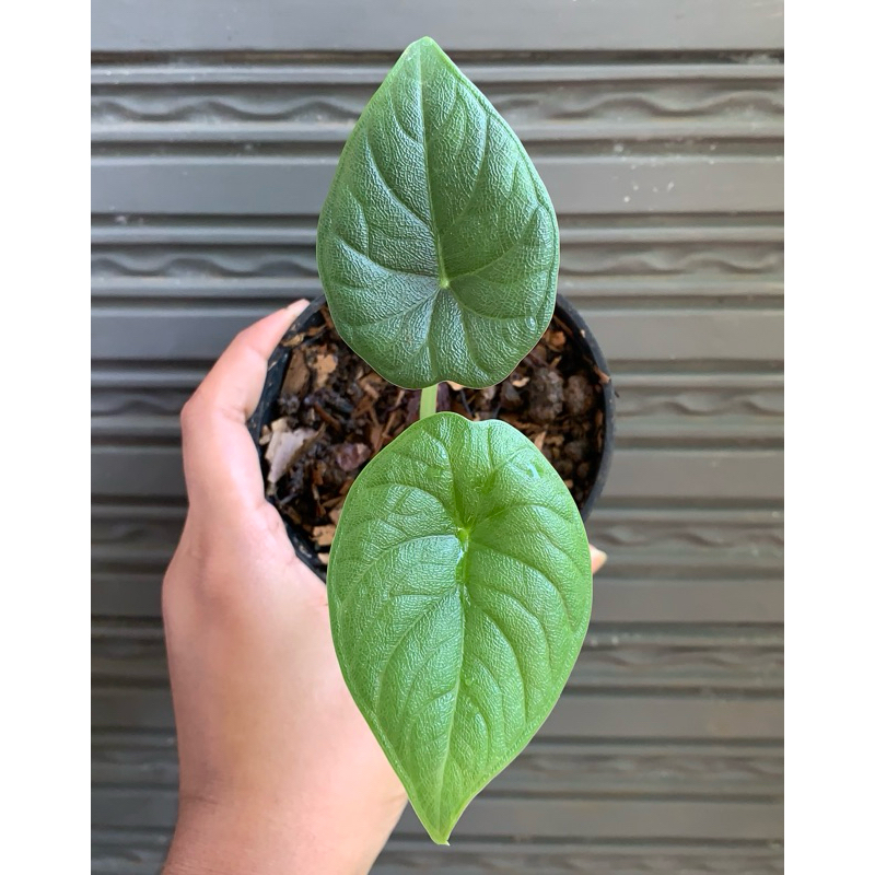 Alocasia Rhino Skin / Alokasia Melo Badak