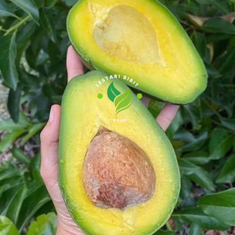 Bibit Tanaman Alpukat Mentega Jumbo Tinggi 1 Meter Up