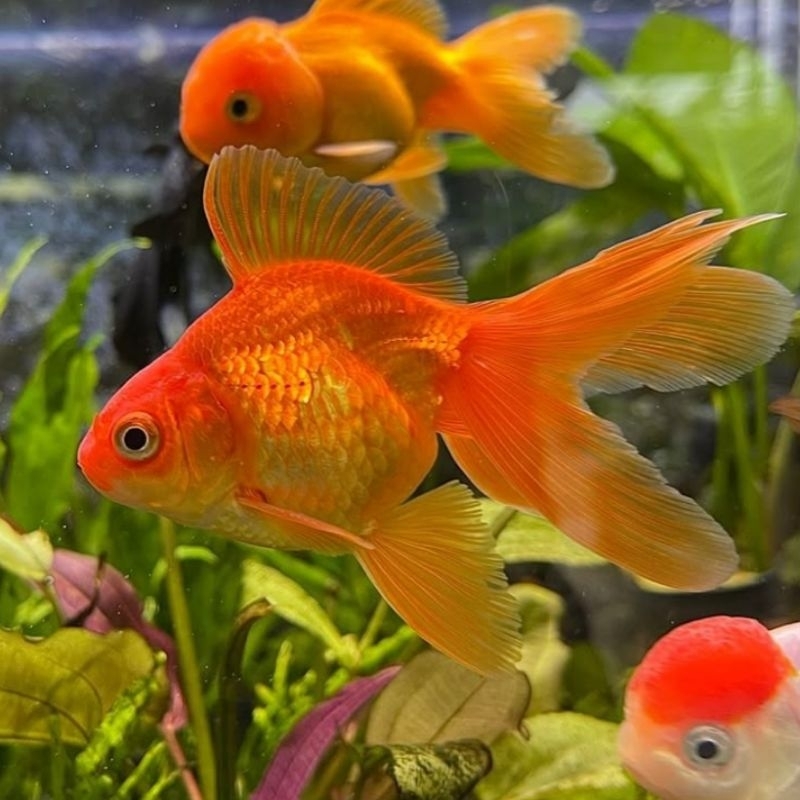 Ikan Hias Koki Oranda Size M Koki Oranda Red White Koki Oranda RW Oranda Goldfish Hiasan Aquarium Ko