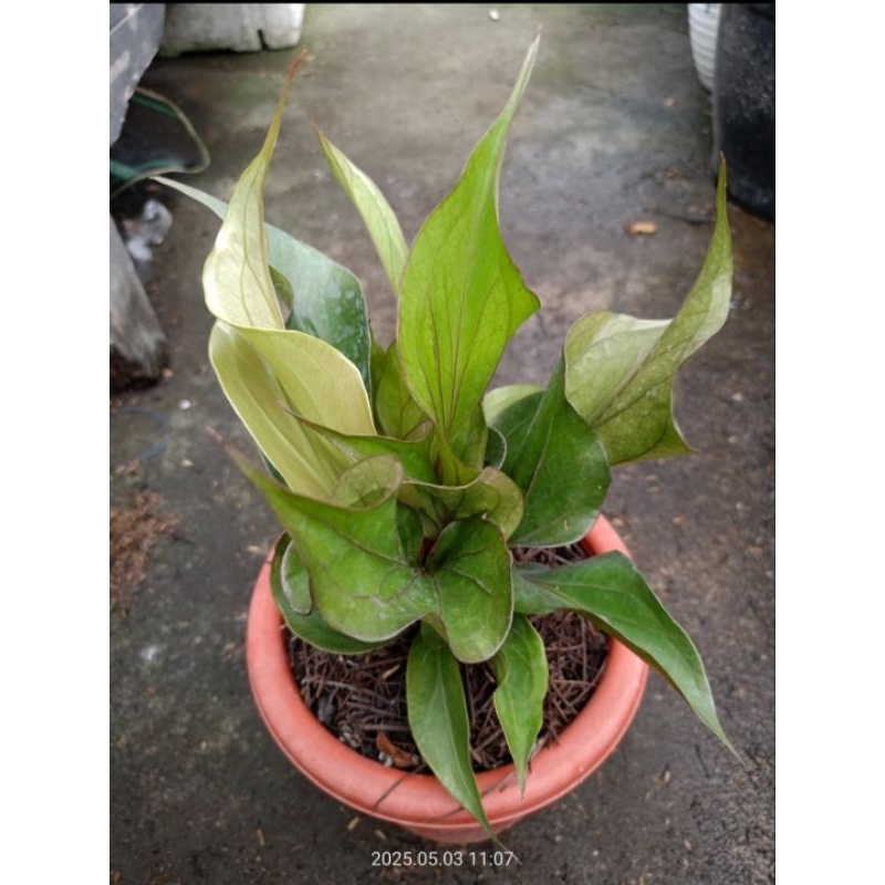 tanaman hias antorium obor black