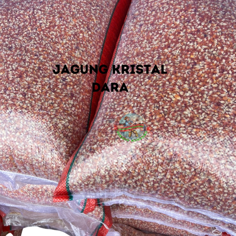 Jagung Kristal 25 Kg Pakan Dara Merpati