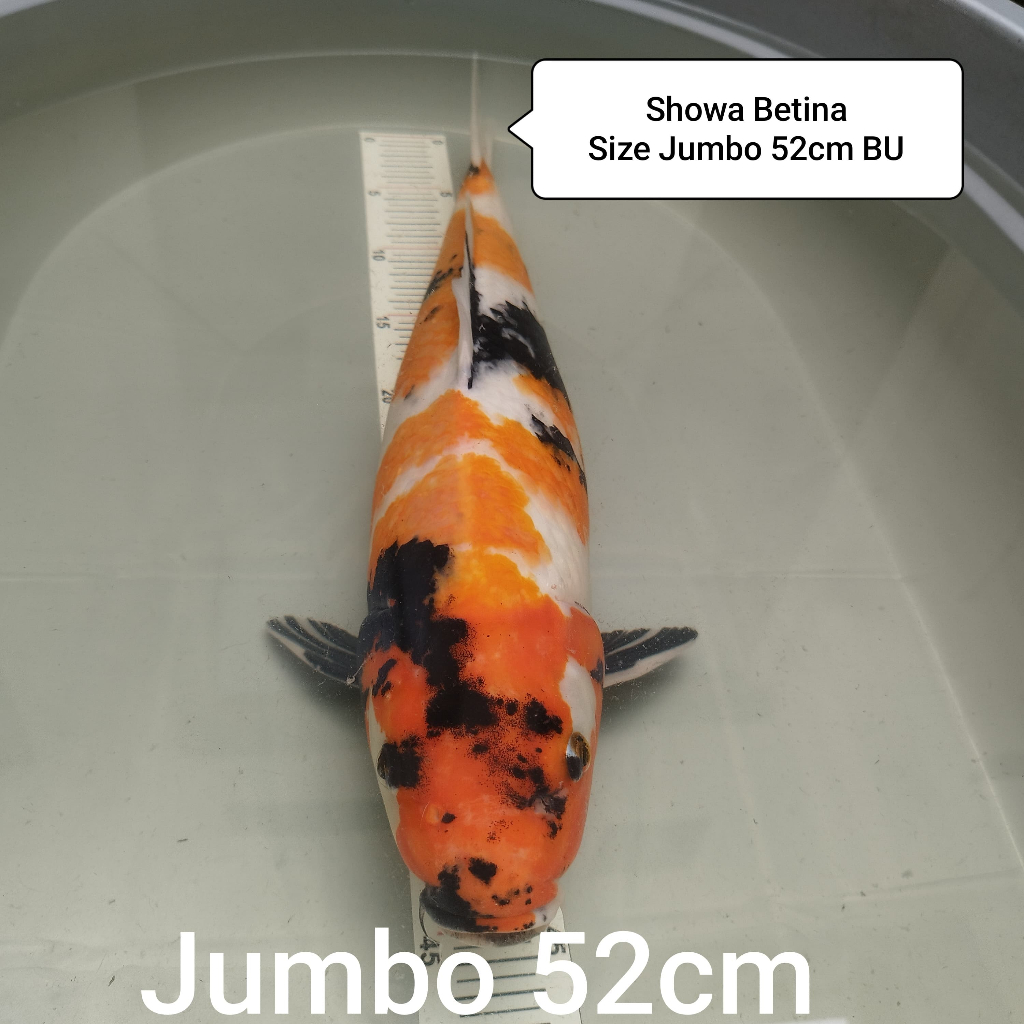 ikan koi showa kohaku goromo karasi mata merah platinum sanke jumbo sisik jumbo 52 cm BU hitam putih