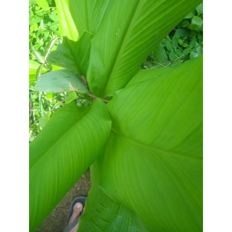

daun umbi gayong putih segar per 1 kg