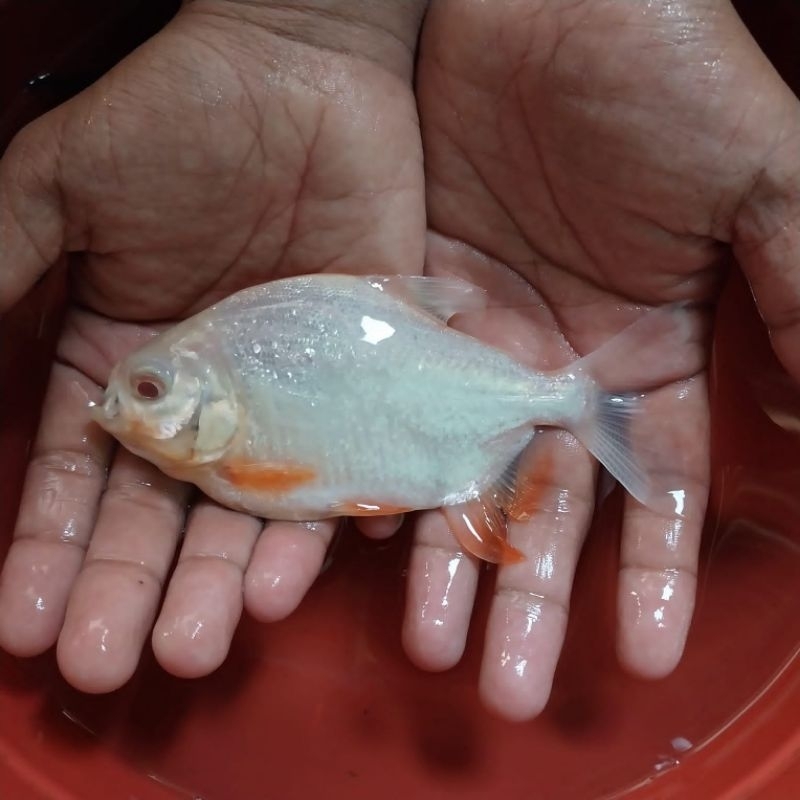 Ikan Pacu Albino