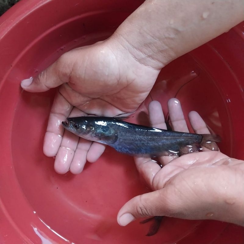 Ikan Ompok Siluroides casfish