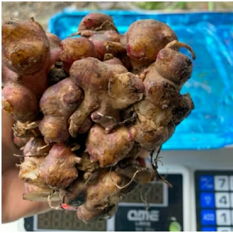 bibit ubi yacon murah asli wonosobo