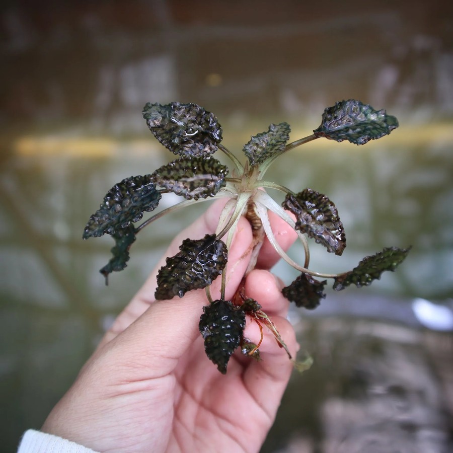 Tanaman Endemik Cryptocoryne Striolata - Tanaman Endemik Indonesia