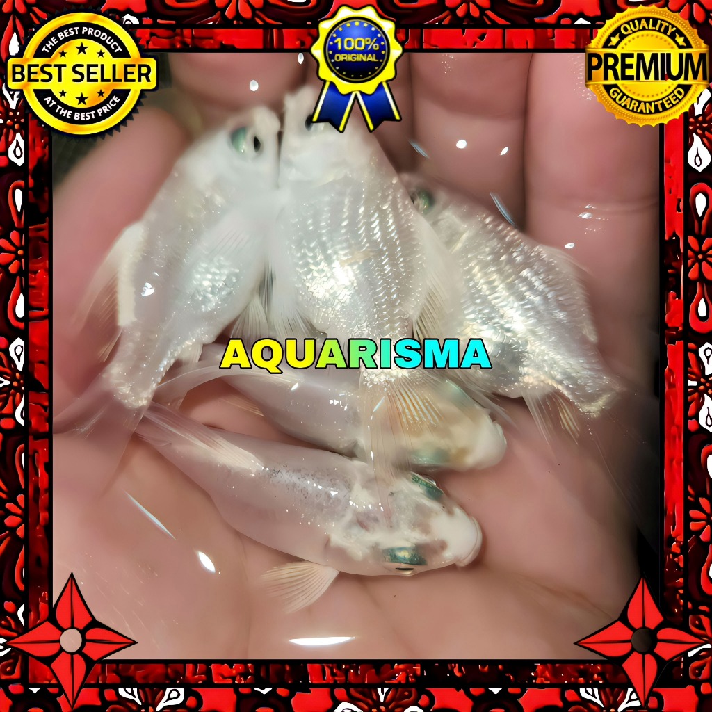 KEBUTUHAN AKUARIUM - MINI KOI PLATINUM HUDIELONG SLAYER LONG TAIL 6-7 CM