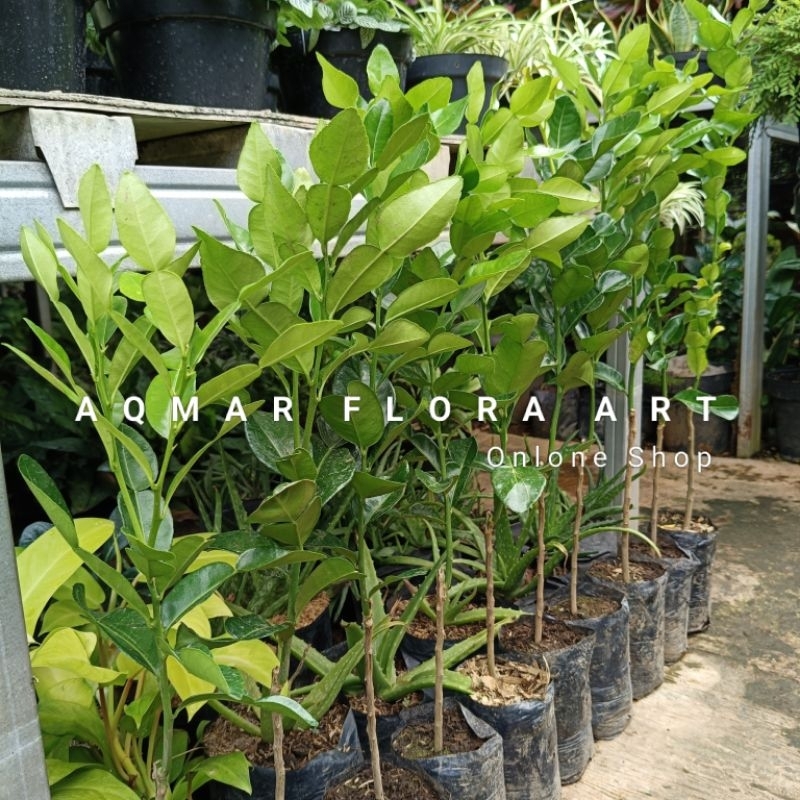 Bibit Jeruk Purut Pohon Jeruk Purut Daun Jeruk Purut Jeruk Bumbu