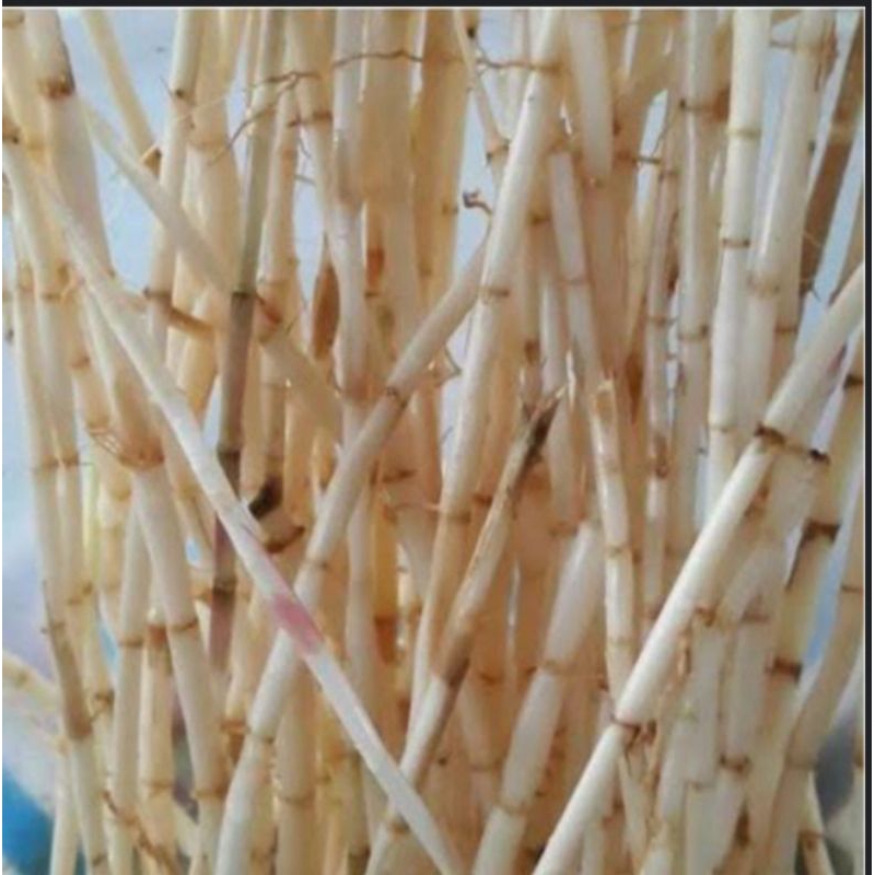 

jual akar alang Alang/akar eurih segar 500 gram