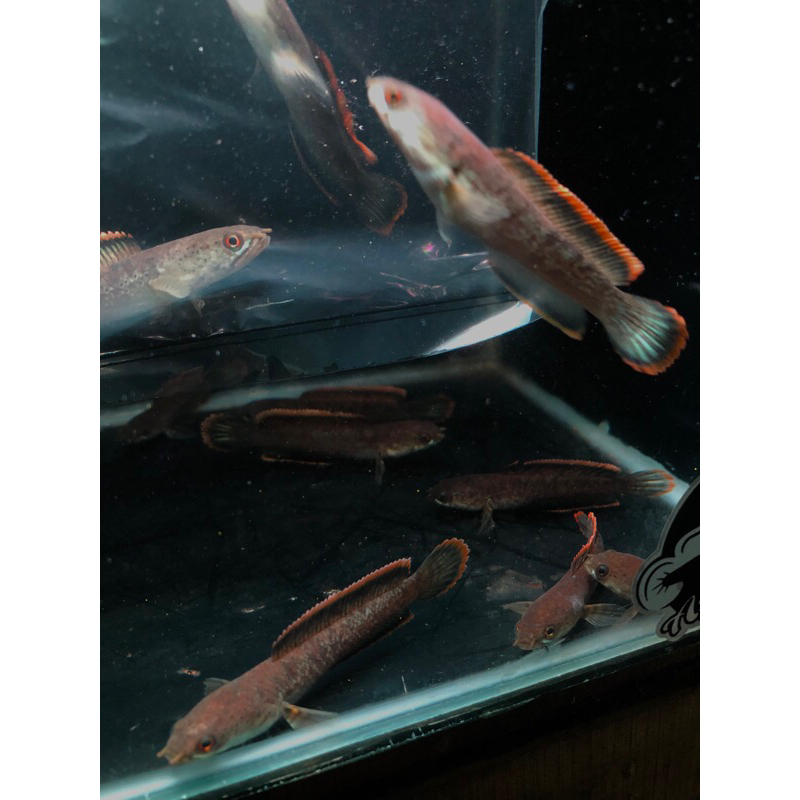 limbata cb rim tebal size 7/8