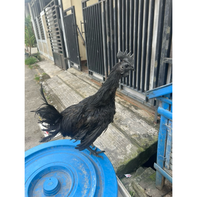 Ayam Cemani Lidah Hitam Jantan Usia 1 Tahun