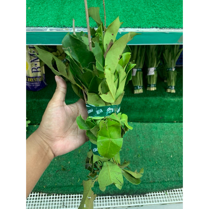 

DAUN SALAM 1 IKAT